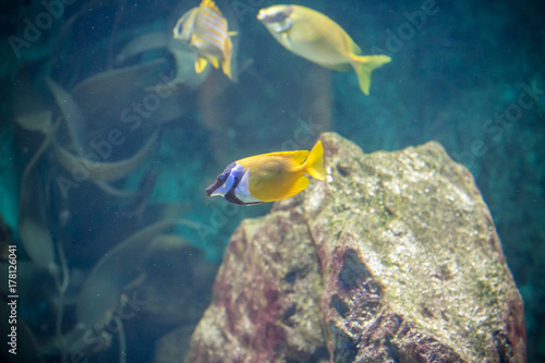Fishes in aquarium © robertdering