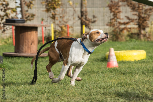 American Staffordshire Terrier