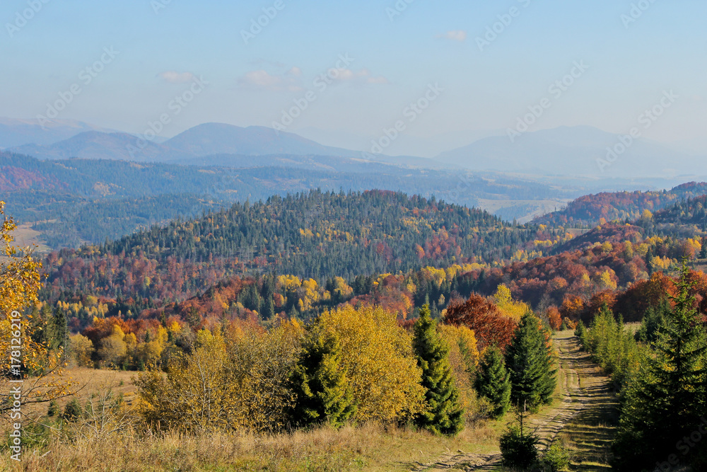 Mountains view altitude. Landscape of the forest at the autumn. Panorama with orange and yellow colorful trees. Background of the Carpathian mountains in the Ukraine.