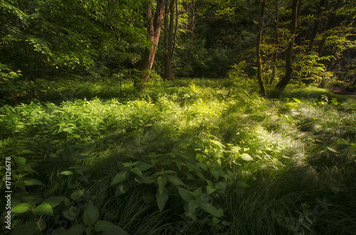 Nature green forest with sunlight and trees photo