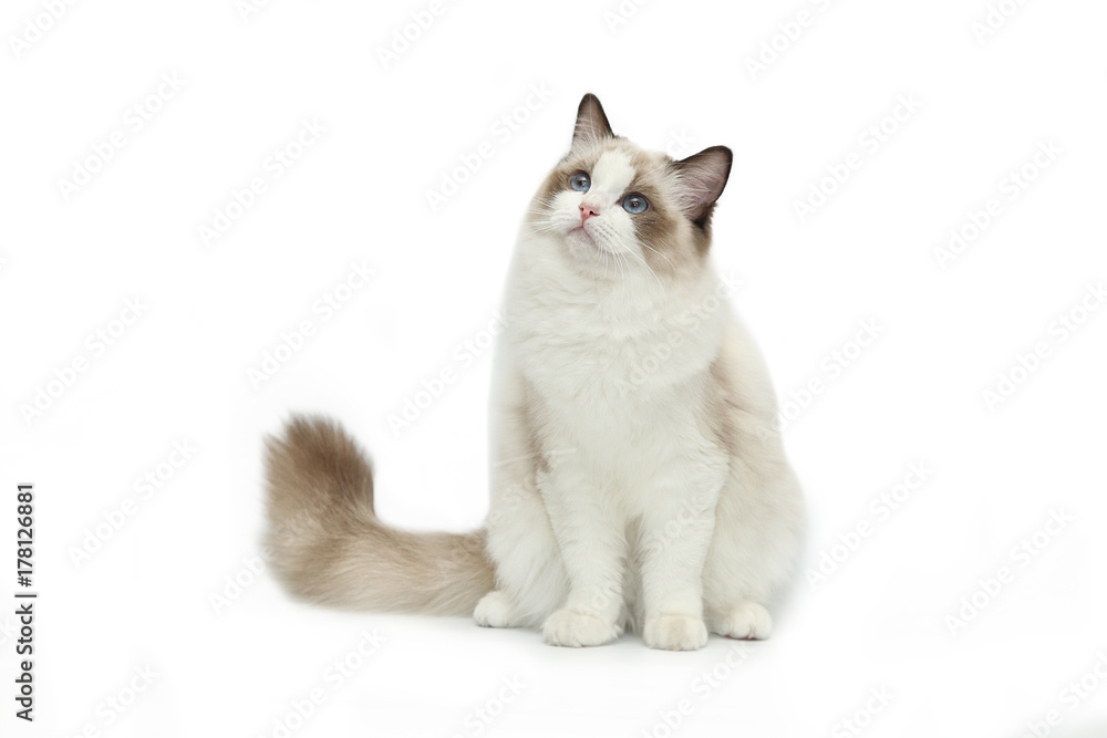 Rag doll cat on a white background. - obrazy, fototapety, plakaty 