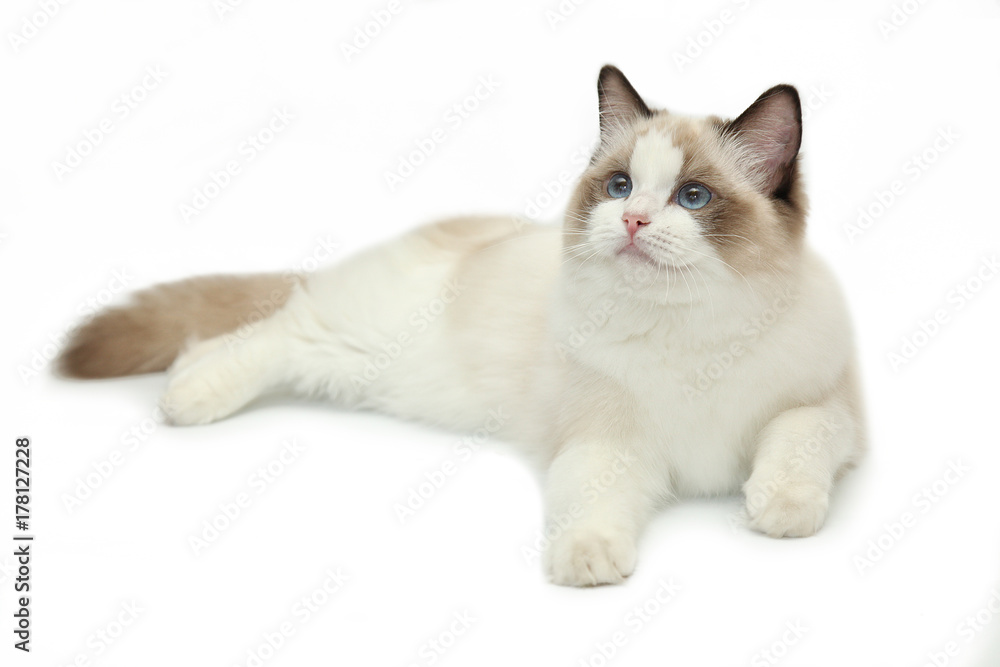 Rag doll cat on a white background.
