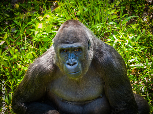Gorilla © kiwi_innovation