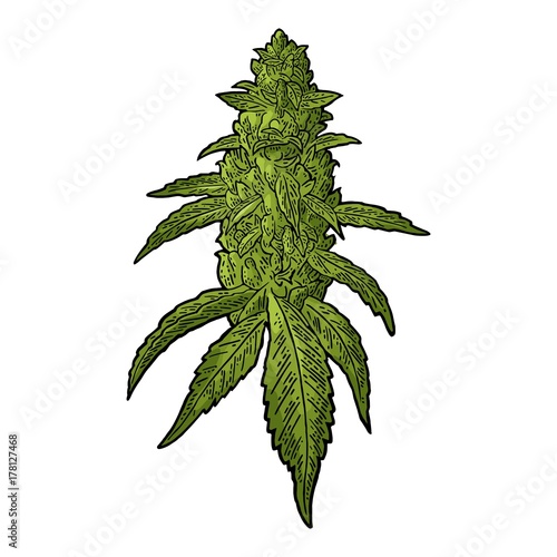 Marijuana mature plant with leaves and buds. Vector engraving illustration