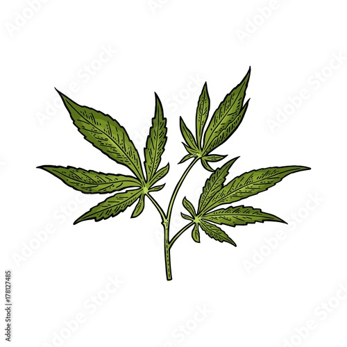 Marijuana plant with leaf in pot. Vintage engraving