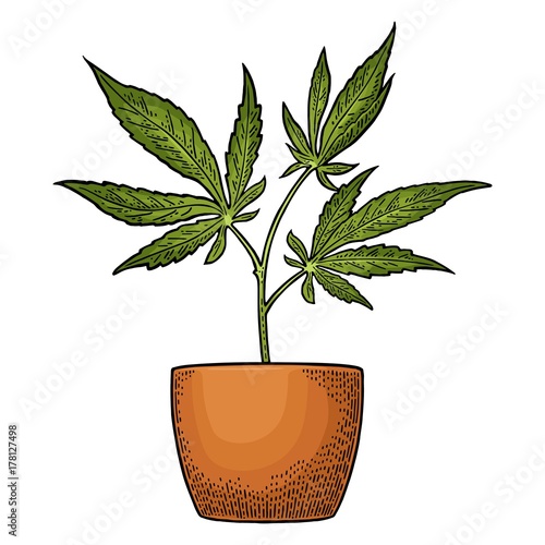 Marijuana plant with leaf in pot. Vintage engraving