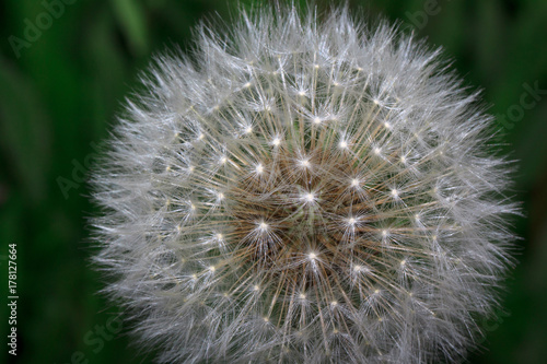 Fluffy dandelion is growing on a green meadow.