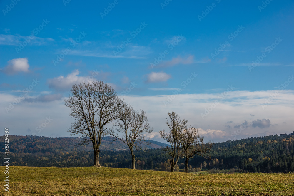 Landscape with trees on a meadow somewhere in Bieszczady, Poland