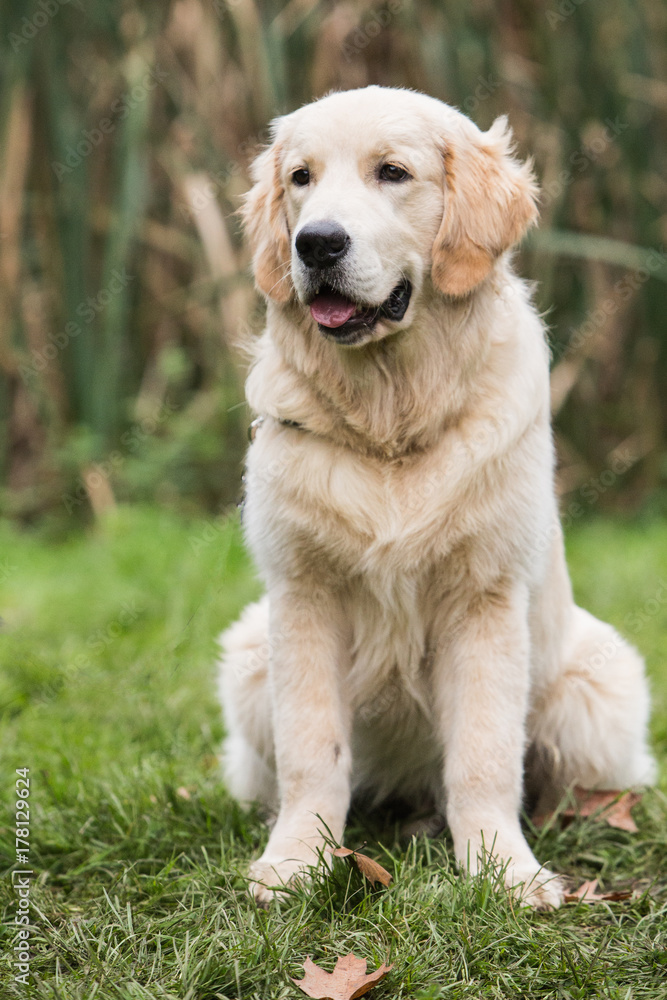 golden retrievers