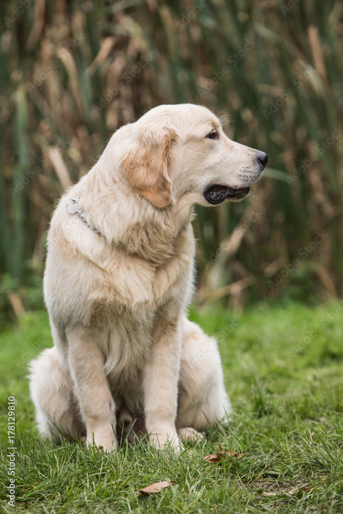 golden retrievers