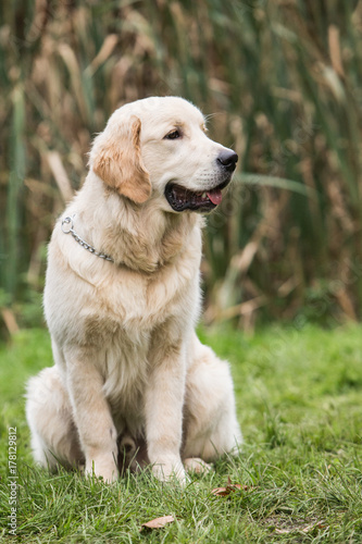 golden retrievers