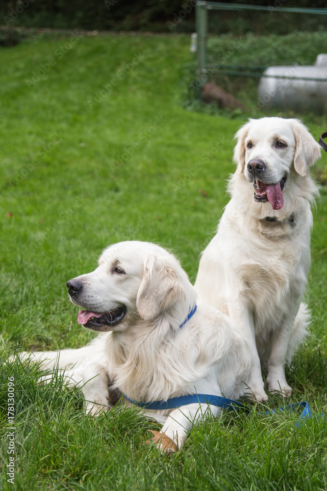 golden retrievers golden retrievers