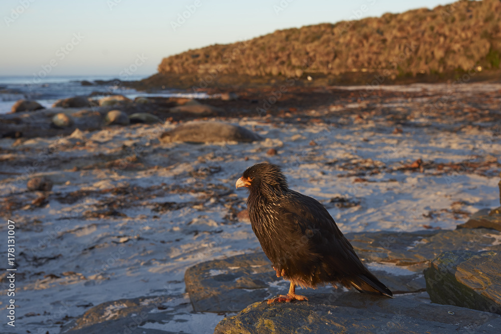 Naklejka premium Striated Caracara (Phalcoboenus australis) on the coast of Sea Lion Island in the Falkland Islands.