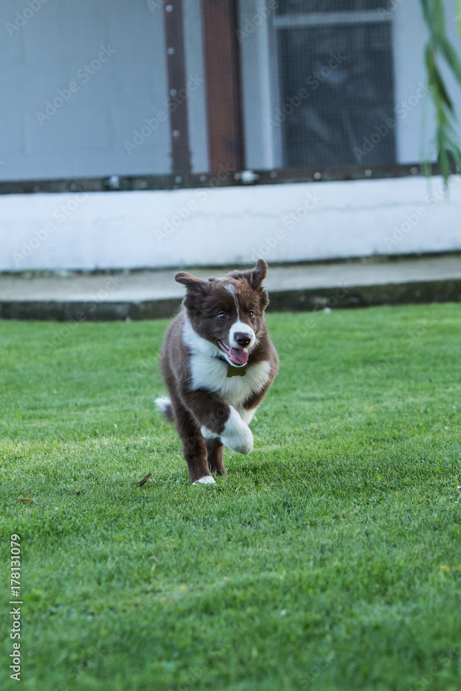 border collie border collie