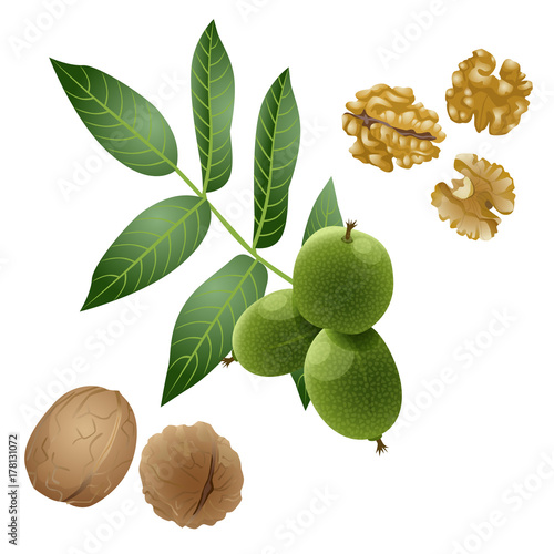 Walnut plant, nuts and peeled kernels / Part of walnut branch with the fruits, nuts in the shell and peeled nuts
