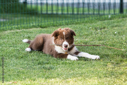 border collie