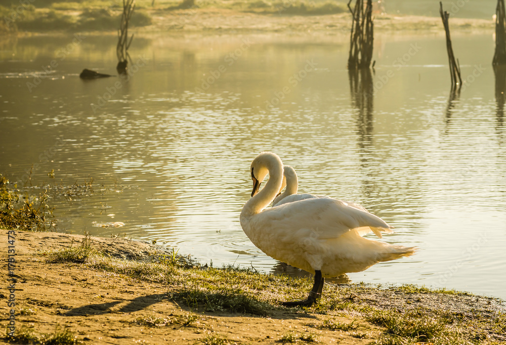 Fototapeta premium white beautiful Swan