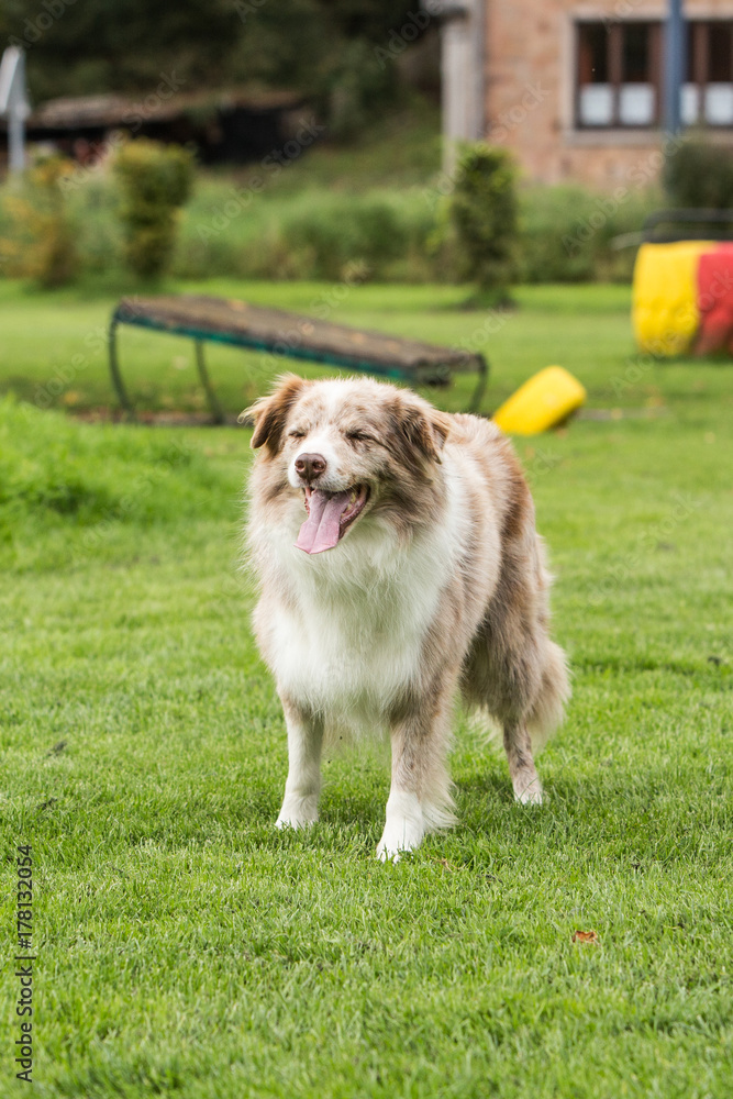 border collie border collie