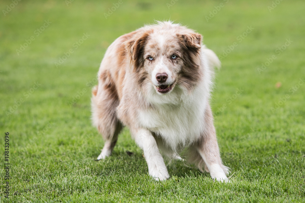 border collie border collie