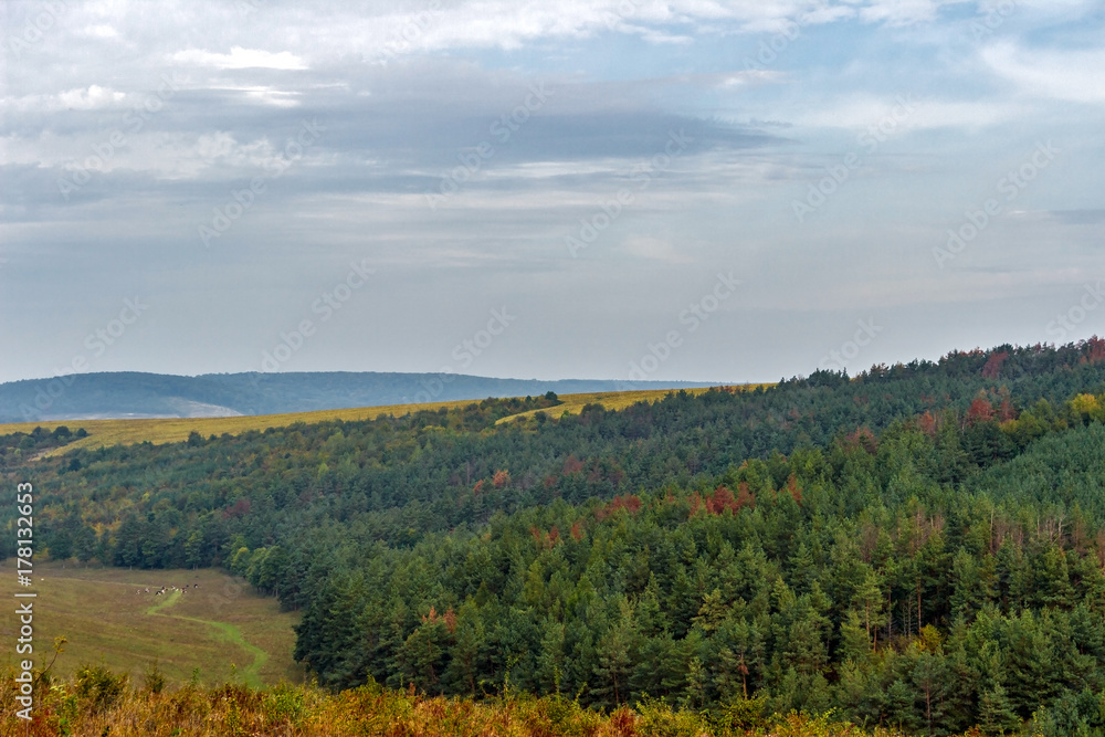 The forest and blue sky background scenery