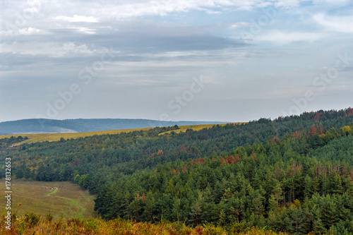 The forest and blue sky background scenery