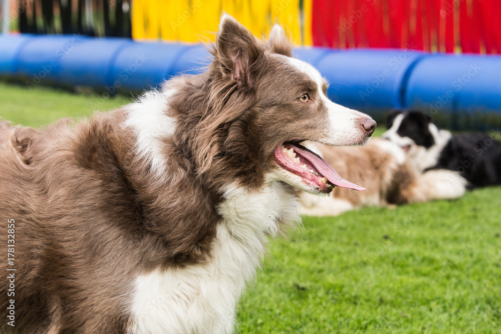 border collie