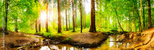 Fototapeta Naklejka Na Ścianę i Meble -  Beautiful forest panorama with big trees and bright sun