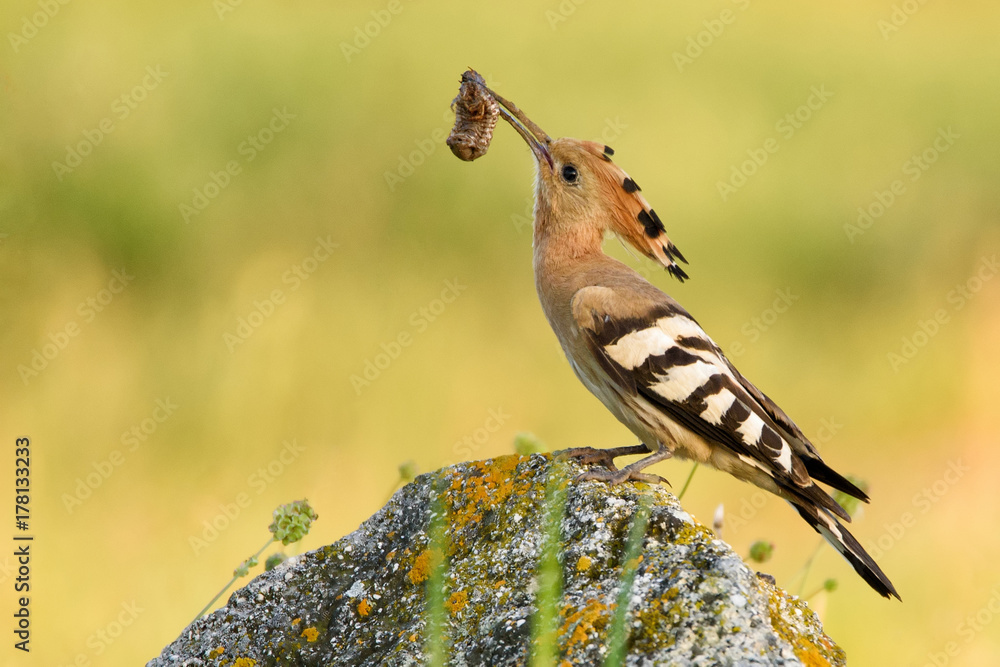 The hoopoe (Upupa epops) stands on rock with prey in beak The hoopoe (Upupa epops) stands on rock with prey in beak