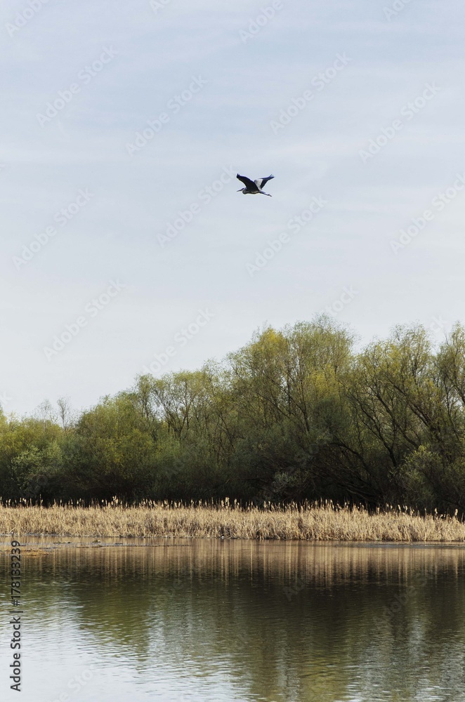 Obraz premium cormoran bird flying