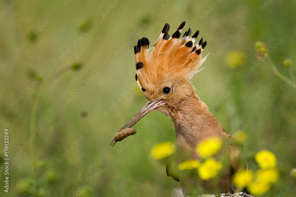 The hoopoe (Upupa epops) is on the ground with prey in beak. The hoopoe (Upupa epops) is on the ground with prey in beak.