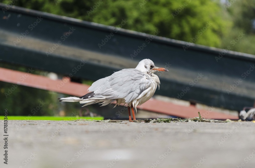 Fototapeta premium seagul bird portrait