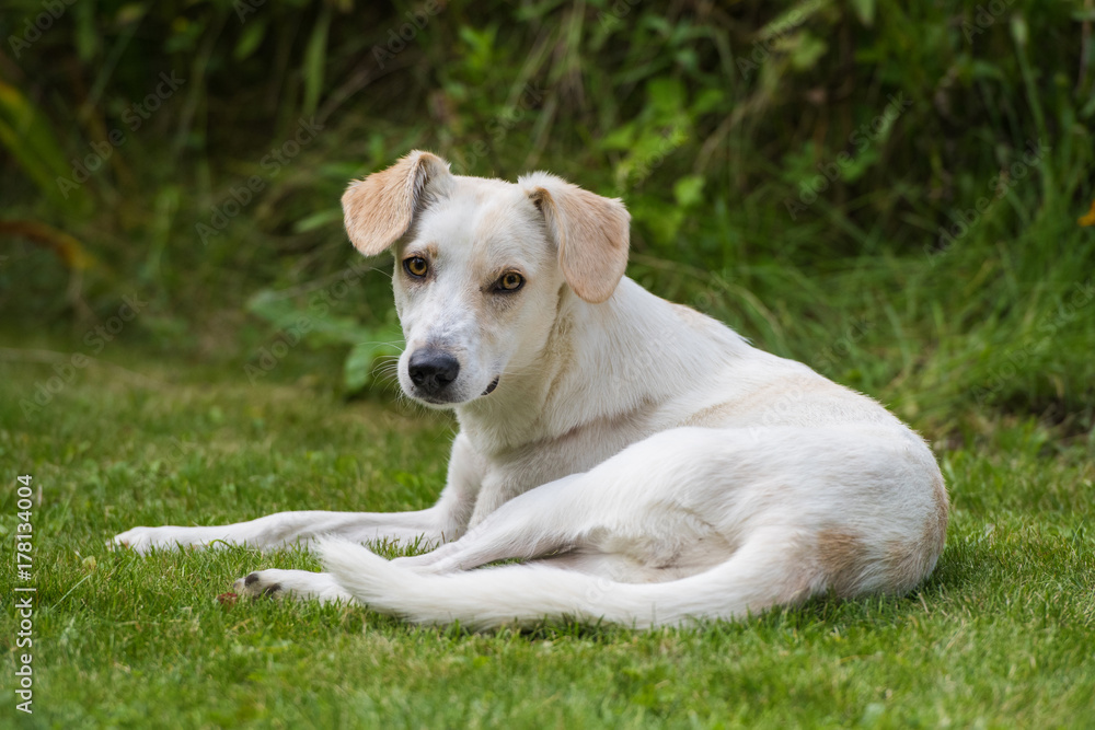 Liegender junger Hund