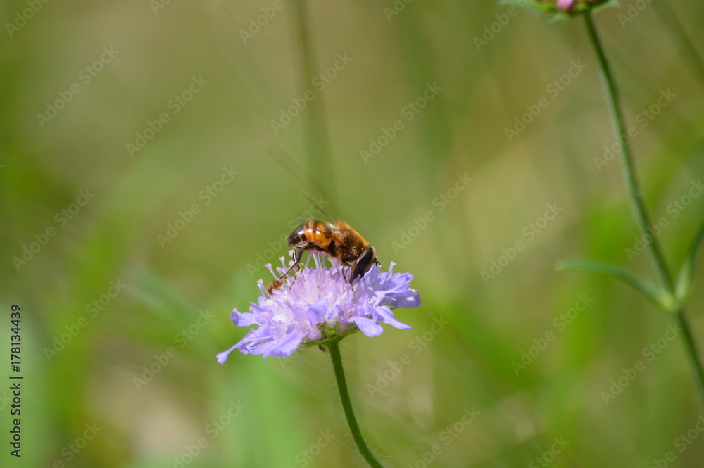 Witwenblume und Fliege Witwenblume und Fliege