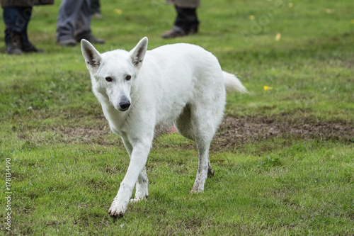 Berger blanc suisse