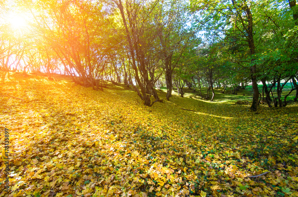 Bright sun through the trees on the slope of an autumn forest glade. Bright sun through the trees on the slope of an autumn forest glade.