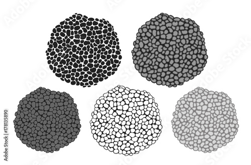 Slika na platnu Truffle set. Isolated truffle on white background
