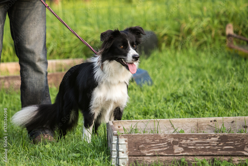 Fototapeta premium sheltie