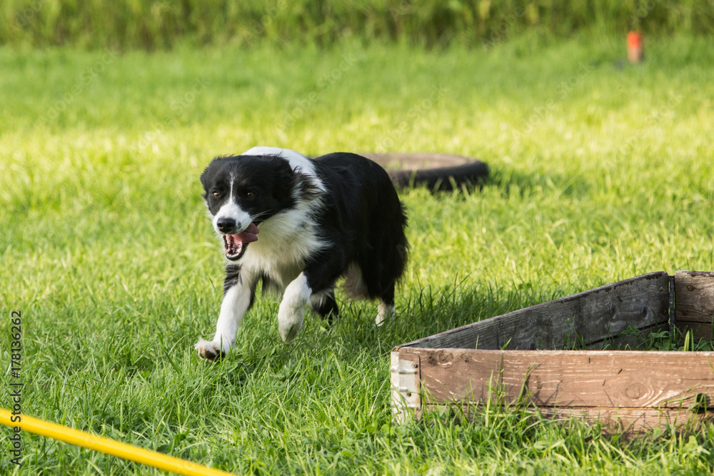 border collie border collie