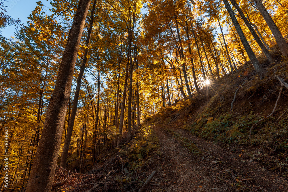 Sunny autumn landscape with golden trees.