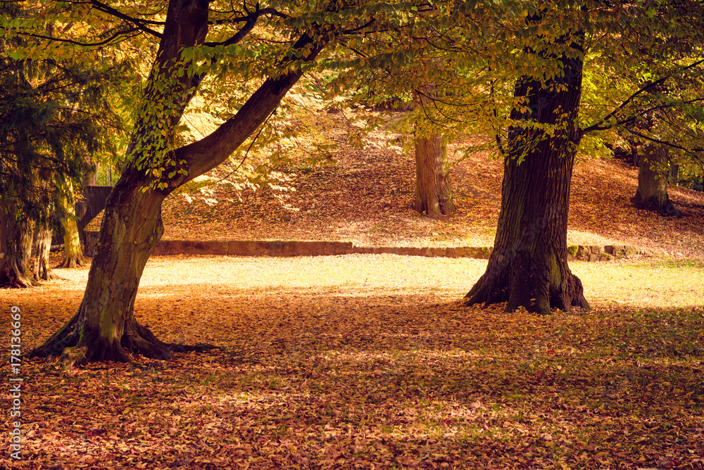 Beautiful colors of autumn in the Oliwski park. Park is favorite tourist destination in Gdansk. Poland. Beautiful colors of autumn in the Oliwski park. Park is favorite tourist destination in Gdansk. Poland.