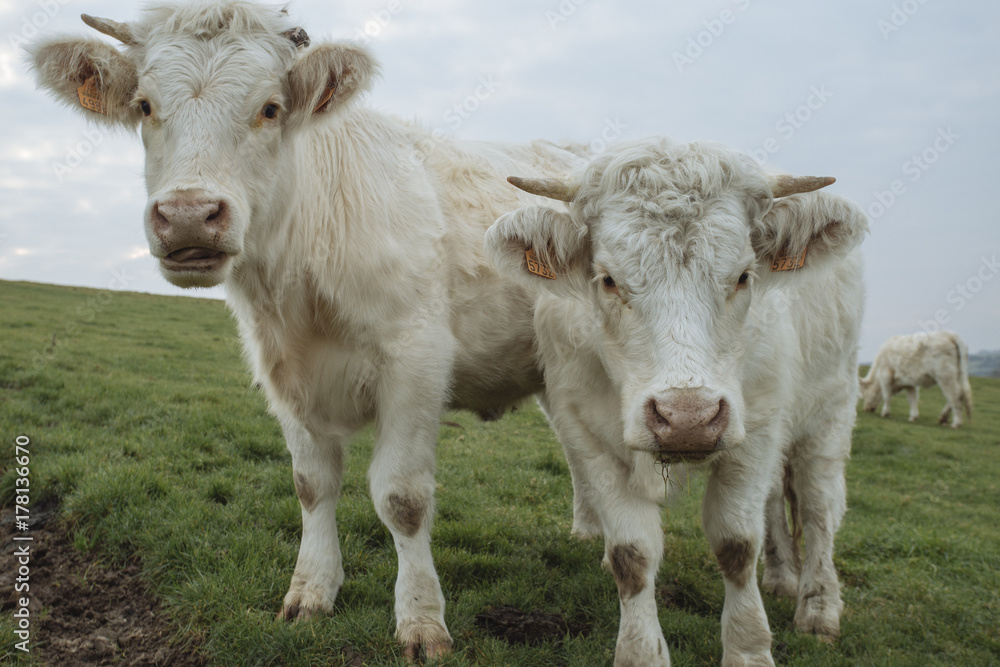 Cows grazing on a field. Normandy, France. Breed of large beef cattle. Cloudy morning in a countryside. Toned Cows grazing on a field. Normandy, France. Breed of large beef cattle. Cloudy morning in a countryside. Toned