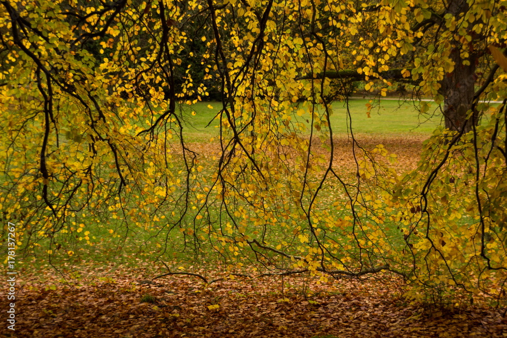 Fototapeta premium Autumn in Czech park