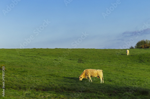 Cows grazing on grassy green field on a bright sunny day. Normandy, France. Cattle breeding and industrial agriculture concept. Summer countriside landscape and pastureland for domesticated livestock