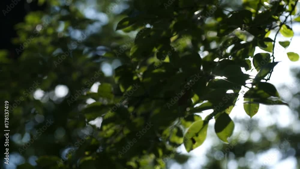 Morning sun comes up through leaves at sunrise Morning sun comes up through leaves at sunrise