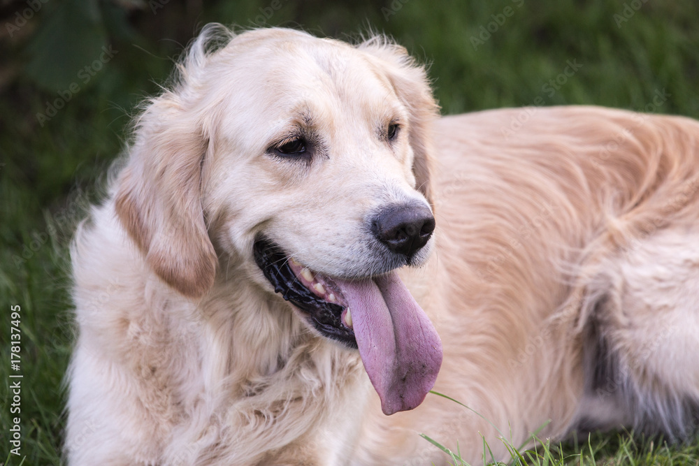golden retrievers golden retrievers