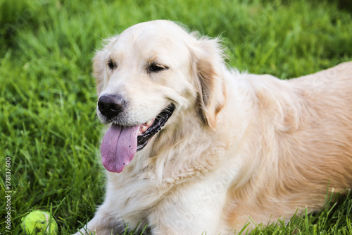 golden retrievers 