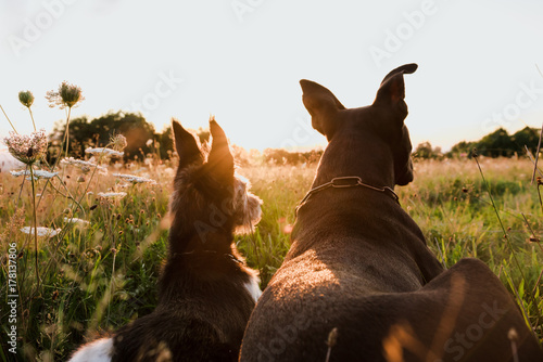 Photography two dogs sunset light