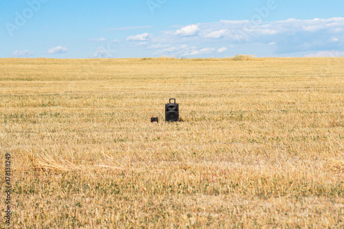Large audio speaker  in wheat field in countryside