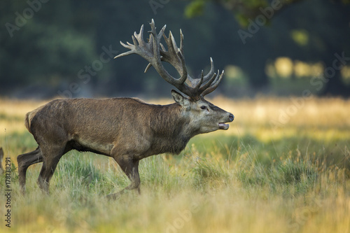 deer  hunting season  deer rut