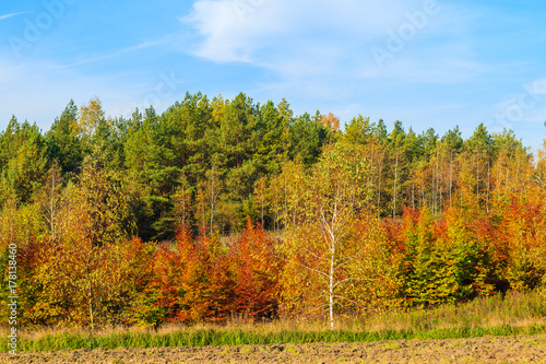 Trees with colorful leaves in autumn season  Poland